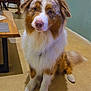 dog, australian_shepherd, pet, indoor, floor, child, table, chair, fan, wall, fur, brown, white, beige, portrait, looking, animal, mammal, domestic, cute