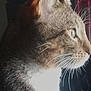 Boxer Booty Butt joined the competition — help win amazing prizes! animal, background, cat, close_up, curious, domestic_animal, ears, feline, fur, household, indoor, light, looking, mammal, pet, portrait, shadow, side_profile, tabby, whiskers