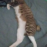 Boxer Booty Butt joined the competition — help win amazing prizes! animal, bed, blanket, cat, comfort, cozy, domestic, feline, fur, home, indoor, laying, lazy, pet, relaxed, resting, sleeping, soft, striped, white_paws