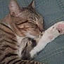 Boxer Booty Butt is registered to the contest to win money with this photo: animal, cat, close_up, cozy, cute, domestic_animal, feline, fur, indoor, nap, paw, peaceful, pet, relaxed, resting, sleeping, soft, striped, tabby, whiskers