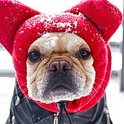 Dahlia joined the competition — help win amazing prizes! dog, face, snow, red_hood, winter, pet, animal, closeup, portrait, jacket, outdoor, cute, fur, cold, canine, ears, whiskers, black_clothing, nose, eyes