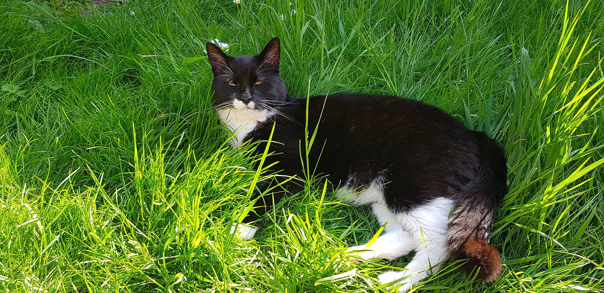 Rango joined the competition — help win amazing prizes! carnivore, cat, domestic_short_haired_cat, eye, felidae, fur, grass, grassland, groundcover, herb, herbaceous_plant, lawn, pasture, plant, small_to_medium_sized_cats, snout, tail, terrestrial_animal, whiskers, wildlife