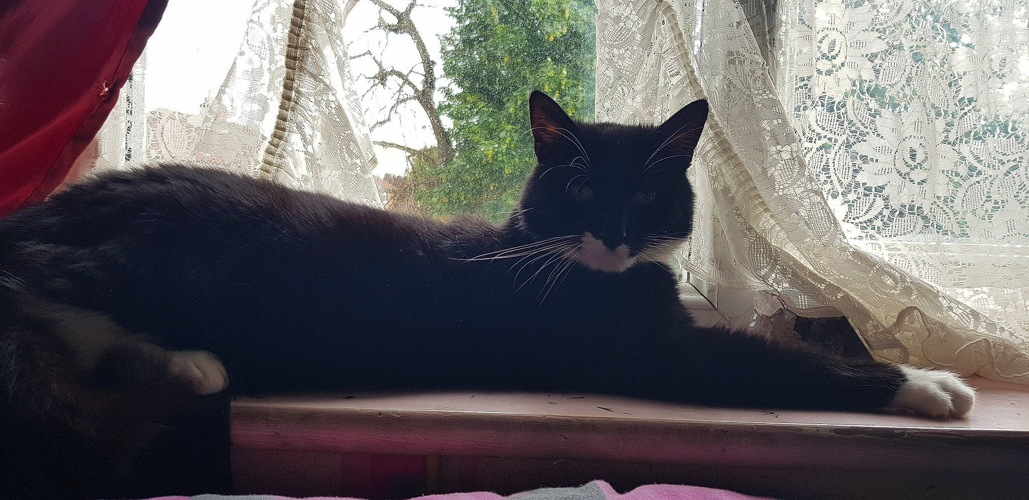 Rango joined the competition — help win amazing prizes! black_cat, carnivore, cat, comfort, domestic_short_haired_cat, felidae, fur, grass, grey, houseplant, plant, shade, small_to_medium_sized_cats, snout, tail, textile, tints_and_shades, tree, whiskers, window