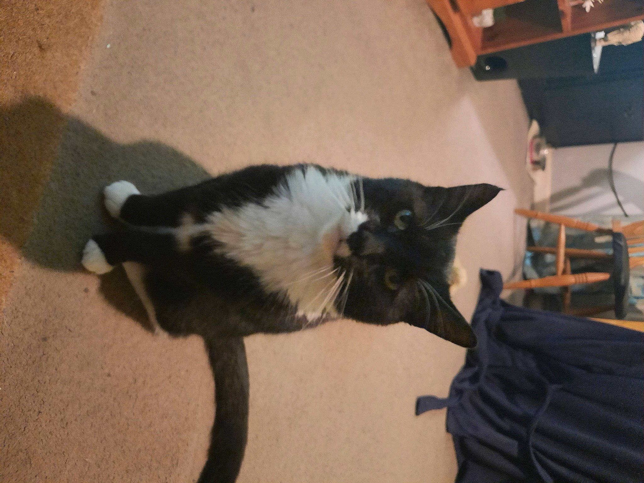 Rango is registered to the contest to win money with this photo: black_cat, canidae, carnivore, cat, chair, claw, comfort, domestic_short_haired_cat, felidae, floor, flooring, fur, hardwood, paw, room, small_to_medium_sized_cats, snout, tail, whiskers