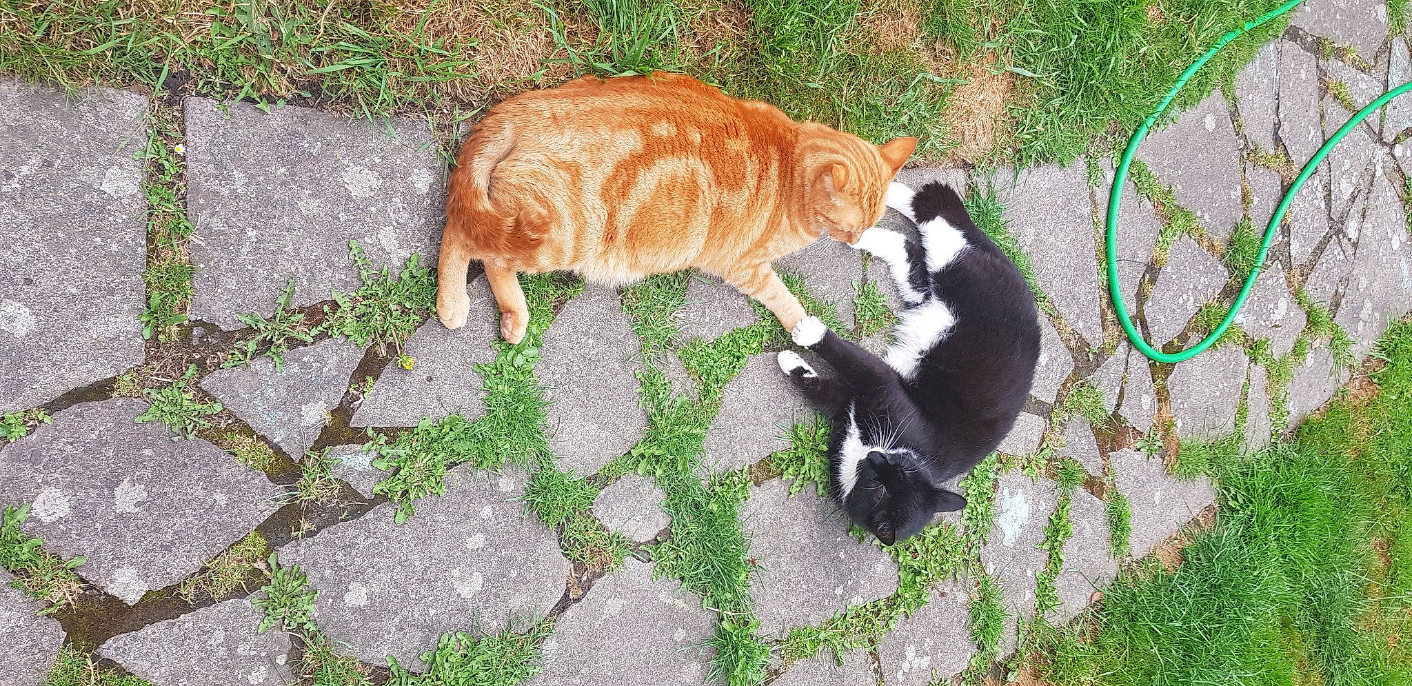 Taz joined the competition — help win amazing prizes! art, canidae, carnivore, cat, companion_dog, dog_breed, domestic_short_haired_cat, fawn, felidae, fur, grass, groundcover, lemur, road_surface, small_to_medium_sized_cats, snout, sporting_group, tail, terrestrial_animal, whiskers