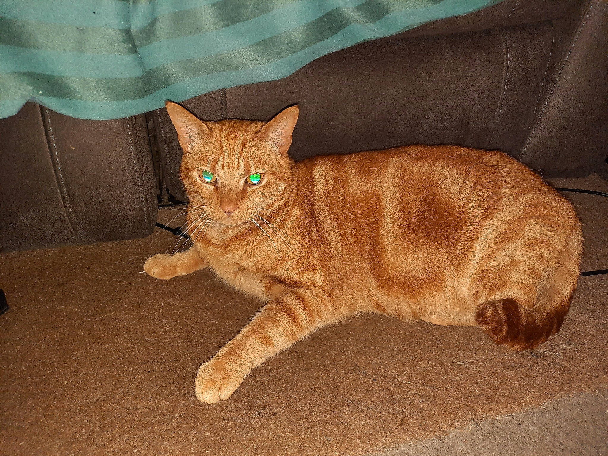 Taz is registered to the contest to win money with this photo: carnivore, cat, claw, comfort, couch, domestic_short_haired_cat, eye, fawn, felidae, flooring, foot, fur, hardwood, paw, small_to_medium_sized_cats, snout, tail, terrestrial_animal, whiskers, wood