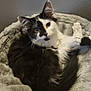 Luna is registered to the contest to win money with this photo: cat, black_and_white, pet_bed, cozy, fur, animal, indoor, curious, relaxed, sleeping_area, whiskers, ears, tail, soft_texture, resting, cute, domestic_animal, feline, close_up, portrait