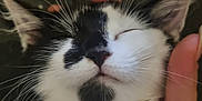 Luna is registered to the contest to win money with this photo: cat, kitten, black_and_white, sleeping, whiskers, hand, close_up, pet, domestic_animal, fur, cute, resting, indoor, animal_face, relaxation, feline, human_hand, soft, nap, remote_control