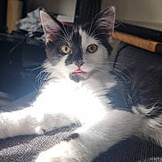 Luna is registered to the contest to win money with this photo: cat, black_and_white, fur, tongue, blep, sunlight, indoor, pet, whiskers, paw, relaxed, cute, animal, feline, soft, texture, closeup, face, ears, home