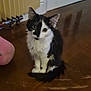 Luna is registered to the contest to win money with this photo: cat, kitten, black_and_white, indoor, floor, wooden_floor, radiator, door, pet, feline, sitting, curious, fur, animal, young_cat, whiskers, tail, ears, home, cozy