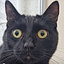 black_cat, cat, close_up, animal, pet, whiskers, ears, yellow_eyes, feline, curious, face, portrait, indoor, domestic_animal, cute, furry, looking, alert, soft_light, background_blur