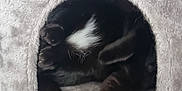 Odin is registered to the contest to win money with this photo: abyssinian, animal, armchair, bear, blackcat, blanket, cat, chair, couch, den, furniture, homedecor, indoors, kitten, manx, person, pet, siamese, sleeping, towel