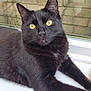 cat, black_cat, yellow_eyes, windowsill, indoor, pet, animal, feline, fur, whiskers, ears, relaxed, looking_at_camera, closeup, resting, domestic_cat, window, natural_light, brick_wall, houseplant