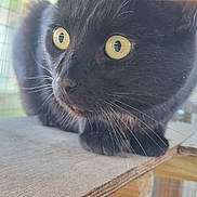 Odin is registered to the contest to win money with this photo: cat, black_cat, yellow_eyes, whiskers, wooden_shelf, close_up, pet, animal, feline, indoor, curious, portrait, face, fur, looking, ears, nose, paws, cage, enclosure