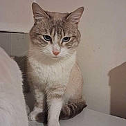 Monaco participe au concours pour gagner de l'argent avec cette photo : cat, blue_eyes, sitting, table, indoor, animal, pet, fur, whiskers, serious, feline, closeup, domestic_cat, looking, quiet, scratched_surface, plain_wall, shadow, two_cats, calm