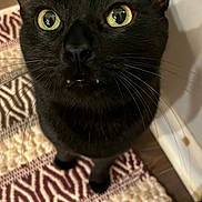 Binx joined the competition — help win amazing prizes! animal, black_cat, cat, close_up, curious, cute, domestic_cat, face, fangs, floor_rug, fur, indoor, looking_up, mammal, patterned_rug, pet, portrait, whiskers, yellow_eyes