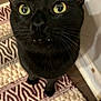 animal, black_cat, cat, close_up, curious, cute, domestic_cat, face, fangs, floor_rug, fur, indoor, looking_up, mammal, patterned_rug, pet, portrait, whiskers, yellow_eyes