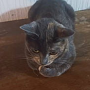 Roxane a rejoint le concours — aidez-le/la à gagner de superbes lots ! cat, tabby_cat, gray_cat, wooden_surface, indoor, pet, feline, animal, resting, calm, whiskers, ears, fur, domestic_cat, cute, household, quiet, looking_down, texture, wall