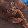 Roxane participe au concours pour gagner de l'argent avec cette photo : cat, brown_cat, yellow_eyes, close_up, feline, pet, animal, whiskers, ears, fur, relaxing, indoor, person, blue_shirt, couch, resting, paw, side_profile, domestic_cat, companion