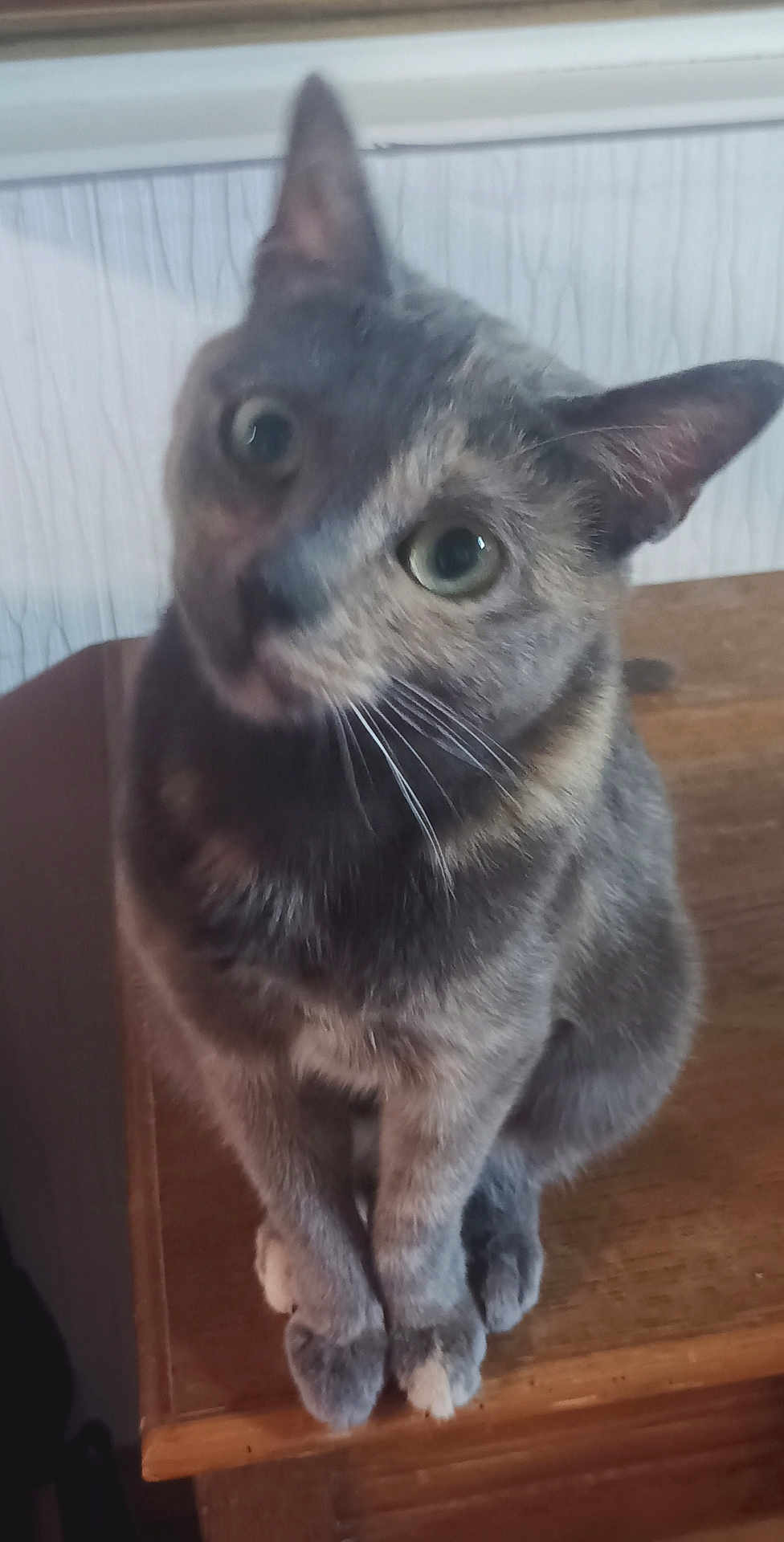 Roxane participe au concours pour gagner de l'argent avec cette photo : cat, gray_cat, sitting, wooden_surface, curious, pet, animal, indoor, feline, whiskers, ears, head_tilt, closeup, domestic_cat, fur, paws, looking_up, mammal, cute, companion