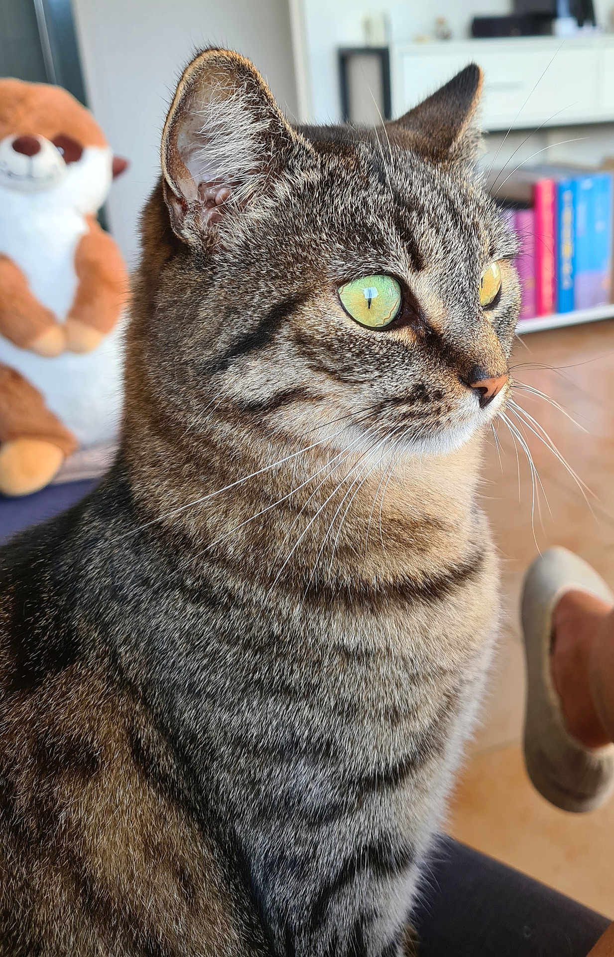 Miss Tigri