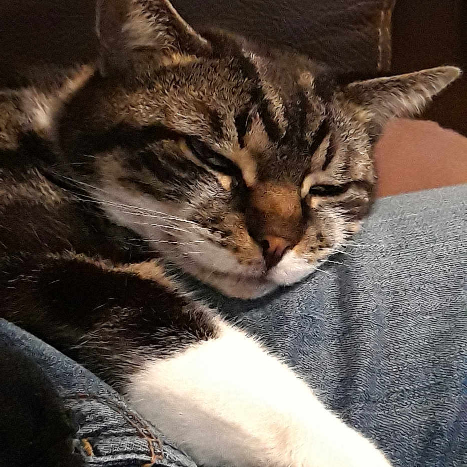 Leon a rejoint le concours — aidez-le/la à gagner de superbes lots ! abyssinian, animal, architecture, armchair, building, cat, chair, clothing, couch, furniture, homedecor, indoors, jeans, kitten, livingroom, manx, pants, person, pet, sleeping