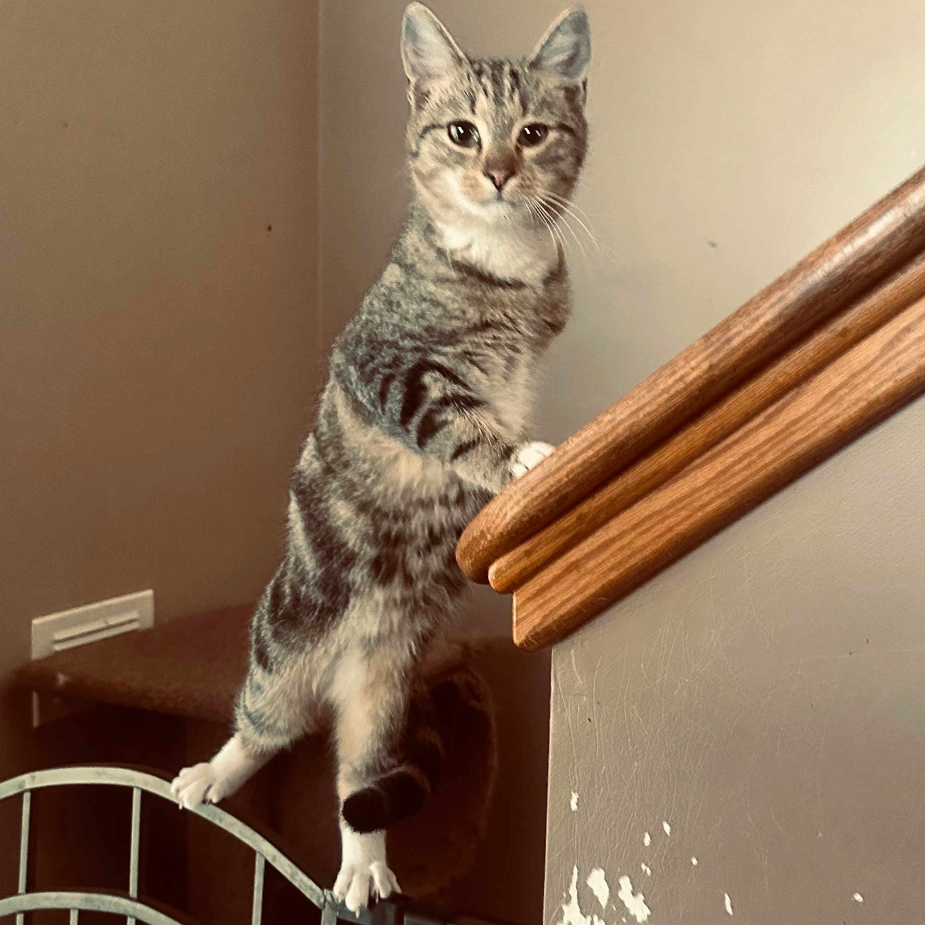 Rocket joined the competition — help win amazing prizes! abyssinian, animal, architecture, building, cat, egyptiancat, handrail, hardwood, house, housing, indoors, interiordesign, kitten, manx, pet, plywood, railing, stainedwood, staircase, wood