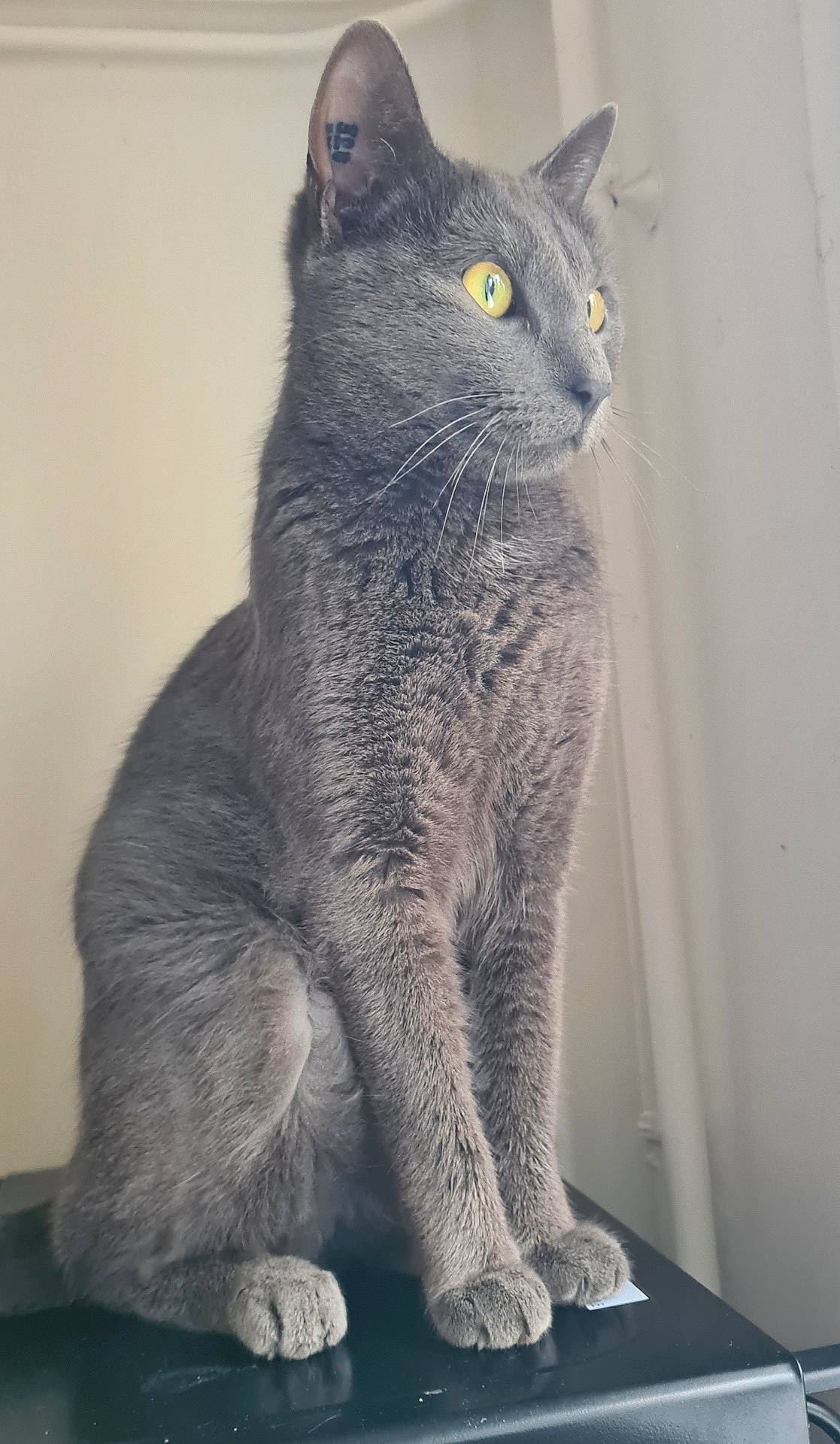 Oreo participe au concours pour gagner de l'argent avec cette photo : abyssinian, angora, animal, blackcat, cat, egyptiancat, gray, kitten, manx, pet