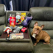 Jazzy joined the competition — help win amazing prizes! dog, french_bulldog, toy, dog_toy, treat, couch, leather, pet, indoor, brown_dog, curious, seated, pet_toy, snack, container, plastic_bag, black_curtain, pet_accessory, small_dog, looking
