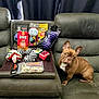 dog, french_bulldog, toy, dog_toy, treat, couch, leather, pet, indoor, brown_dog, curious, seated, pet_toy, snack, container, plastic_bag, black_curtain, pet_accessory, small_dog, looking