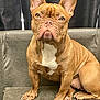 dog, french_bulldog, pet, canine, brown_fur, white_chest, ears, sitting, indoor, couch, furniture, animal, portrait, looking_at_camera, closeup, paw, nails, texture, curtain, expression