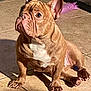 dog, french_bulldog, indoor, tile_floor, pet, animal, brown_fur, white_chest, ears, wrinkles, sitting, curious, toy, shadow, flooring, domestic, companion, cute, attention, portrait