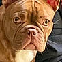 dog, french_bulldog, brown_dog, pet, close_up, ears, eyes, nose, face, paw, couch, indoor, animal, canine, looking, sitting, fur, wrinkles, expression, companion