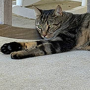 Pepper is registered to the contest to win money with this photo: cat, tabby, animal, pet, feline, resting, floor, concrete, chair, wood, paw, green_eyes, fur, striped, relaxed, indoor, closeup, laying_down, whiskers, ears