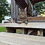 Pepper joined the competition — help win amazing prizes! cat, tabby_cat, bench, concrete, wood, outdoor, nature, grass, tree, sunlight, pet, animal, relaxing, portrait, daylight, greenery, feline, ears, whiskers, resting