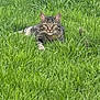 Pepper joined the competition — help win amazing prizes! cat, tabby_cat, grass, greenery, outdoor, animal, pet, nature, field, lying_down, fur, whiskers, ears, alert, wildlife, mammal, fauna, camouflage, closeup, daylight