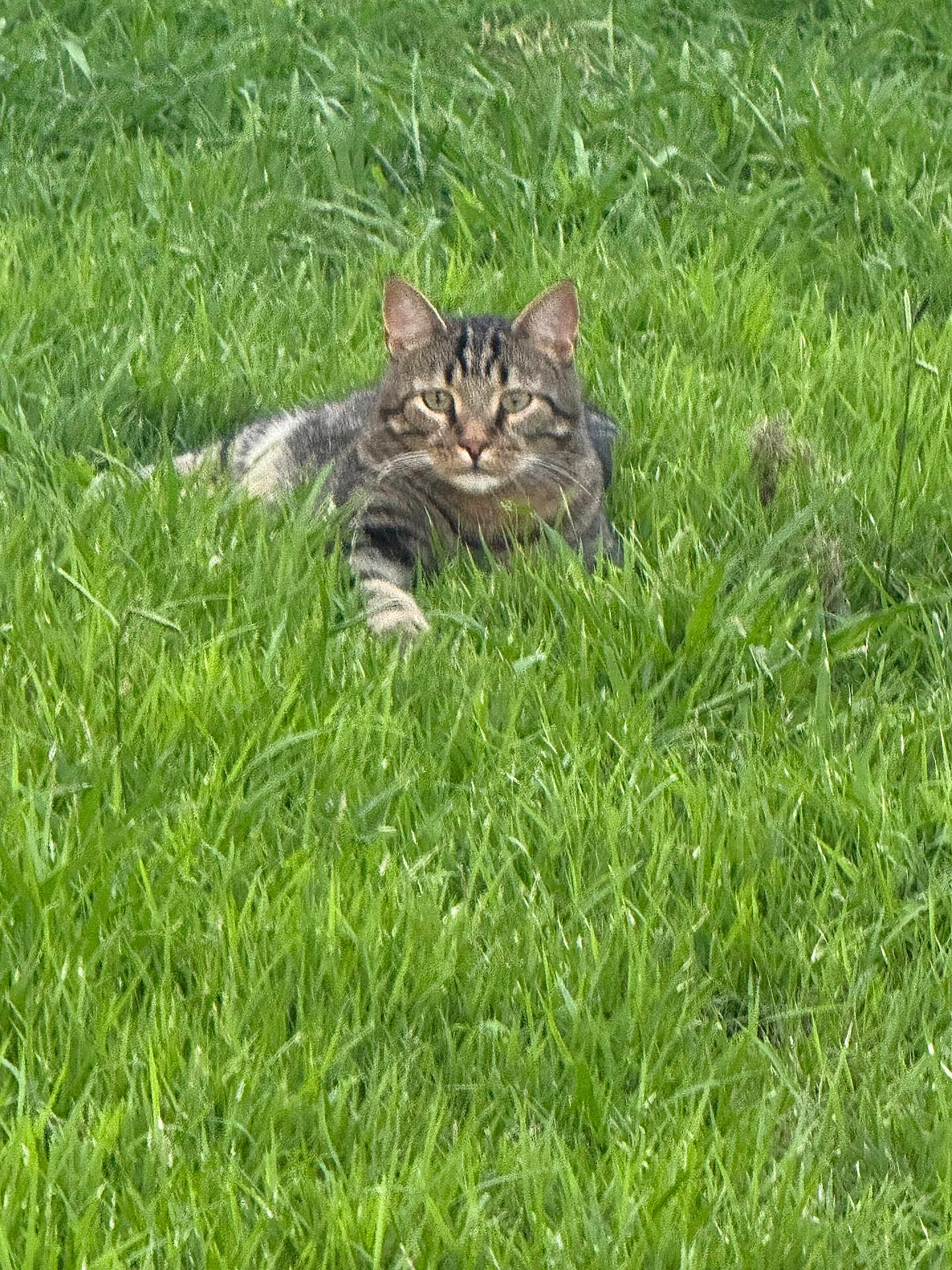 Pepper joined the competition — help win amazing prizes! cat, tabby_cat, grass, greenery, outdoor, animal, pet, nature, field, lying_down, fur, whiskers, ears, alert, wildlife, mammal, fauna, camouflage, closeup, daylight