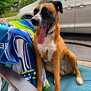 Luna is registered to the contest to win money with this photo: dog, yawning, chair, towel, outdoor, pet, animal, brown, white, black, tongue, happy, relaxed, seat, car, greenery, daytime, collar, paw, cute