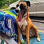 dog, yawning, chair, towel, outdoor, pet, animal, brown, white, black, tongue, happy, relaxed, seat, car, greenery, daytime, collar, paw, cute