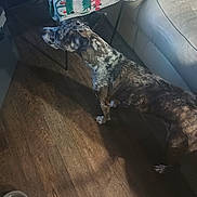 Cookie joined the competition — help win amazing prizes! dog, brindle, wooden_floor, couch, blanket, chair, indoor, pet, water_bowl, shadow, furniture, animal, flooring, domestic, side_view, standing, canine, household, comfort, cozy