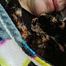 Lydia joined the competition — help win amazing prizes! person, cat, tortoiseshell_cat, blanket, sleeping, resting, cozy, paw, snuggling, indoor, closeup, face_partial, fur, warm, comfort, relaxation, human, animal, pet, bedtime