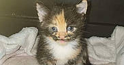 Lydia is registered to the contest to win money with this photo: kitten, calico, cat, blue_eyes, towel, blanket, indoors, pet, small, cute, fur, animal, young, sitting, looking_at_camera, cozy, domestic, whiskers, ears, floor