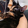 Lydia is registered to the contest to win money with this photo: cat, tortoiseshell, sleeping, resting, arm, feline, pet, fur, closeup, indoor, cozy, comfort, cushion, black, orange, white, relaxing, animal, person, nap