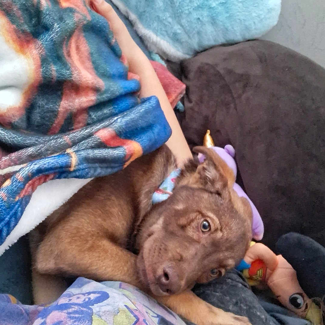Rosie is registered to the contest to win money with this photo: dog, brown_dog, blanket, plush_toy, shark_pillow, person, lap, couch, casual_clothing, relaxed, indoor, snuggling, colorful, toy, comfort, resting, home, pet, cozy, furry_pet