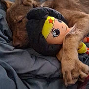 Rosie is registered to the contest to win money with this photo: dog, plush_toy, bed, blanket, snuggling, cozy, indoor, fur, paw, toy, stuffed_animal, resting, brown_dog, soft, comfort, sleepy, cute, animal, cuddling, relaxing