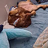 Rosie joined the competition — help win amazing prizes! dog, brown_dog, bed, blanket, collar, plush_toy, indoor, relaxed, lying_down, paw, cozy, furniture, clothing, wall_outlet, sleeping_position, pet, domestic_animal, canine, resting, bedroom