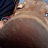 dog, close_up, nose, face, blurry, person, braids, watch, couch, indoor, brown_dog, pet, animal, human, hair, seated, curious, portrait, funny, casual