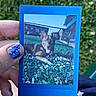 Rosie joined the competition — help win amazing prizes! hand, nail_polish, blue, dog, grass, flowers, clover, fence, building, sky, instant_photo, photo_frame, tongue_out, happy, outdoor, daylight, person, holding, playful, nature