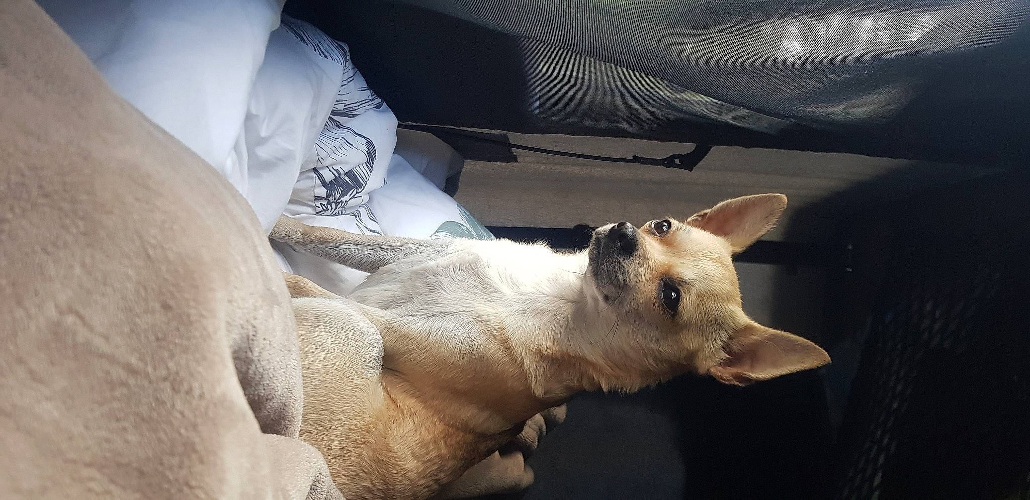 Naya participe au concours pour gagner de l'argent avec cette photo : balinese, canidae, carnivore, cat, comfort, dog_breed, domestic_short_haired_cat, elbow, fawn, felidae, fur, paw, siamese, small_to_medium_sized_cats, snout, tail, terrestrial_animal, thai, whiskers, wildlife