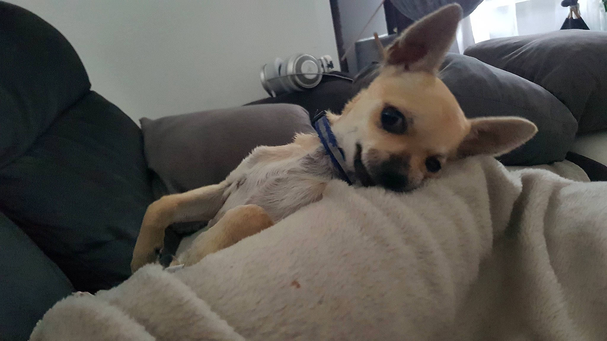 Naya participe au concours pour gagner de l'argent avec cette photo : canidae, carnivore, comfort, companion_dog, couch, dog, dog_breed, ear, fawn, fur, nap, non_sporting_group, snout, sporting_group, terrestrial_animal, toy_dog, whiskers, working_animal